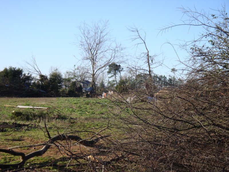 andmoretreesdownintheupperpaddock.jpg